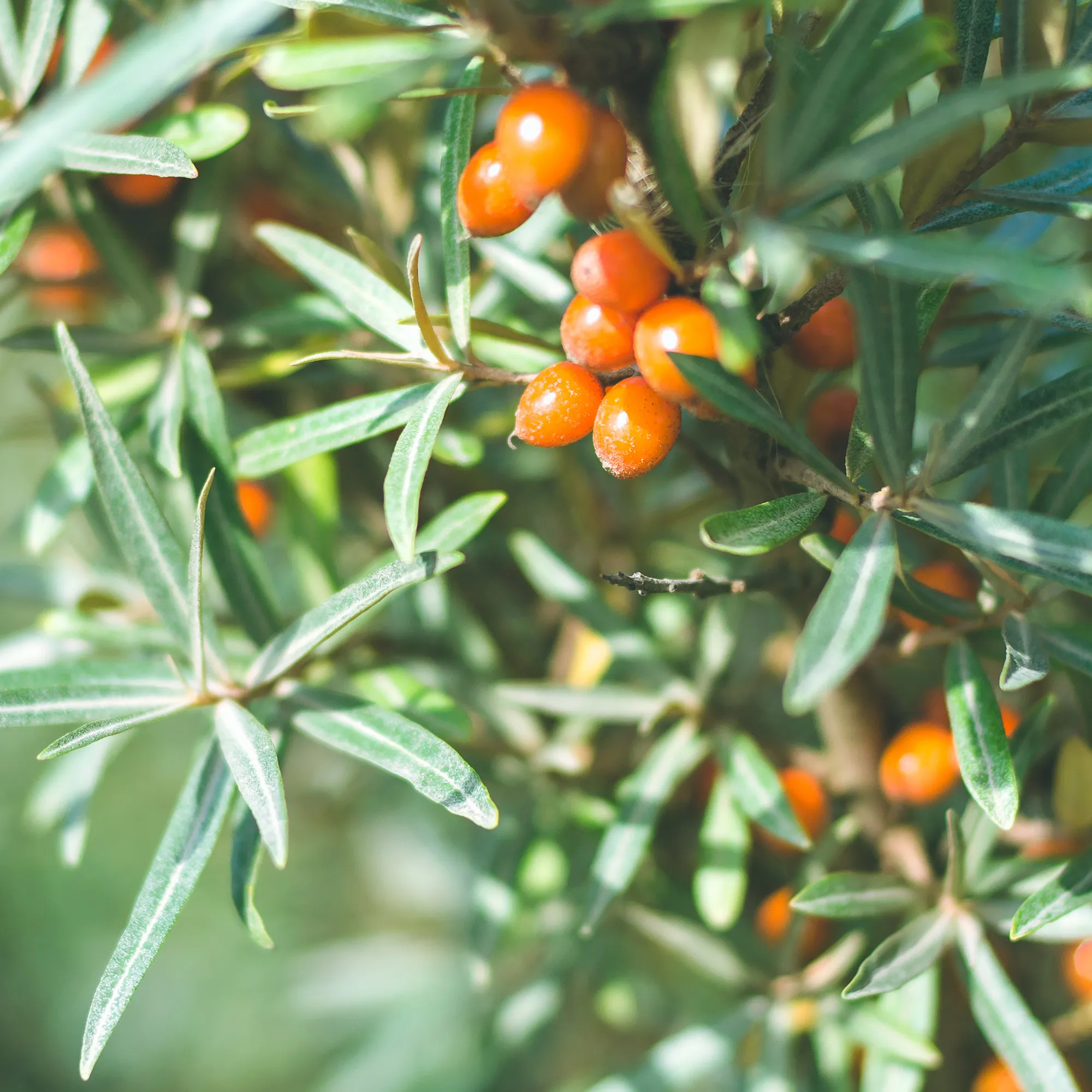 Rausch Laque forte sans aérosol