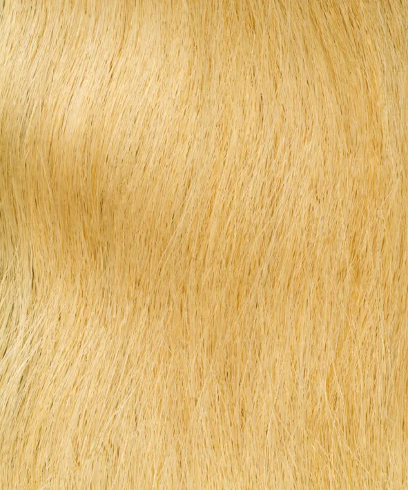Gold Fever Extensions 45 cm