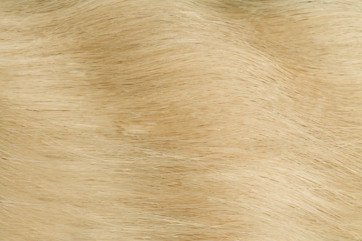 Extensions de Gold Fever Bonding 25 cm