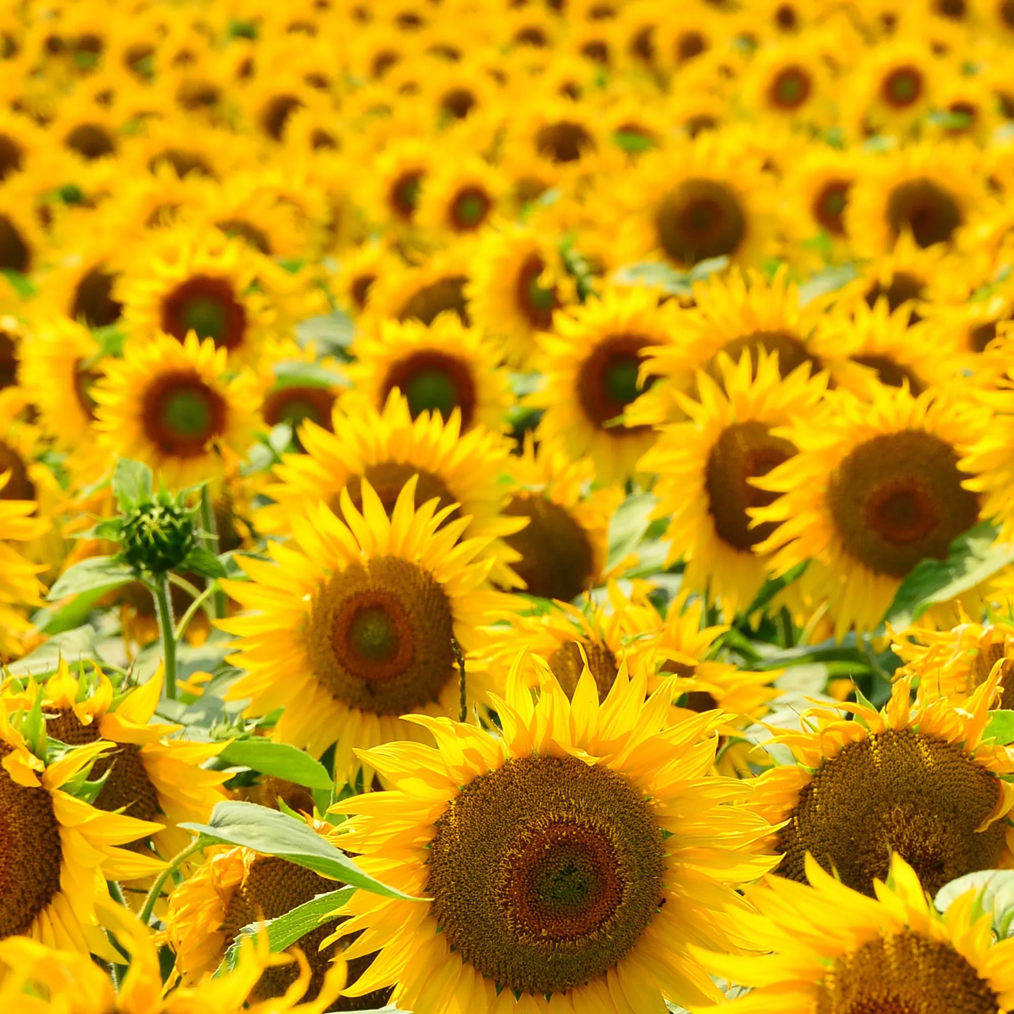 Rausch Recharge laque flexible sans aérosol